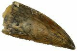 Serrated, Raptor Tooth - Real Dinosaur Tooth #291509-1